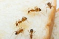 Anoplolepis gracilipes, yellow crazy ants, on Sliced Ã¢â¬â¹Ã¢â¬â¹bread,